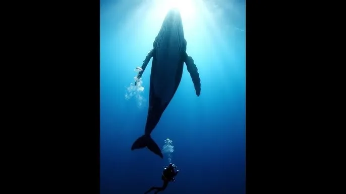 我太太是高中生动漫 - 深蓝星球：探索海洋深处的未知世界